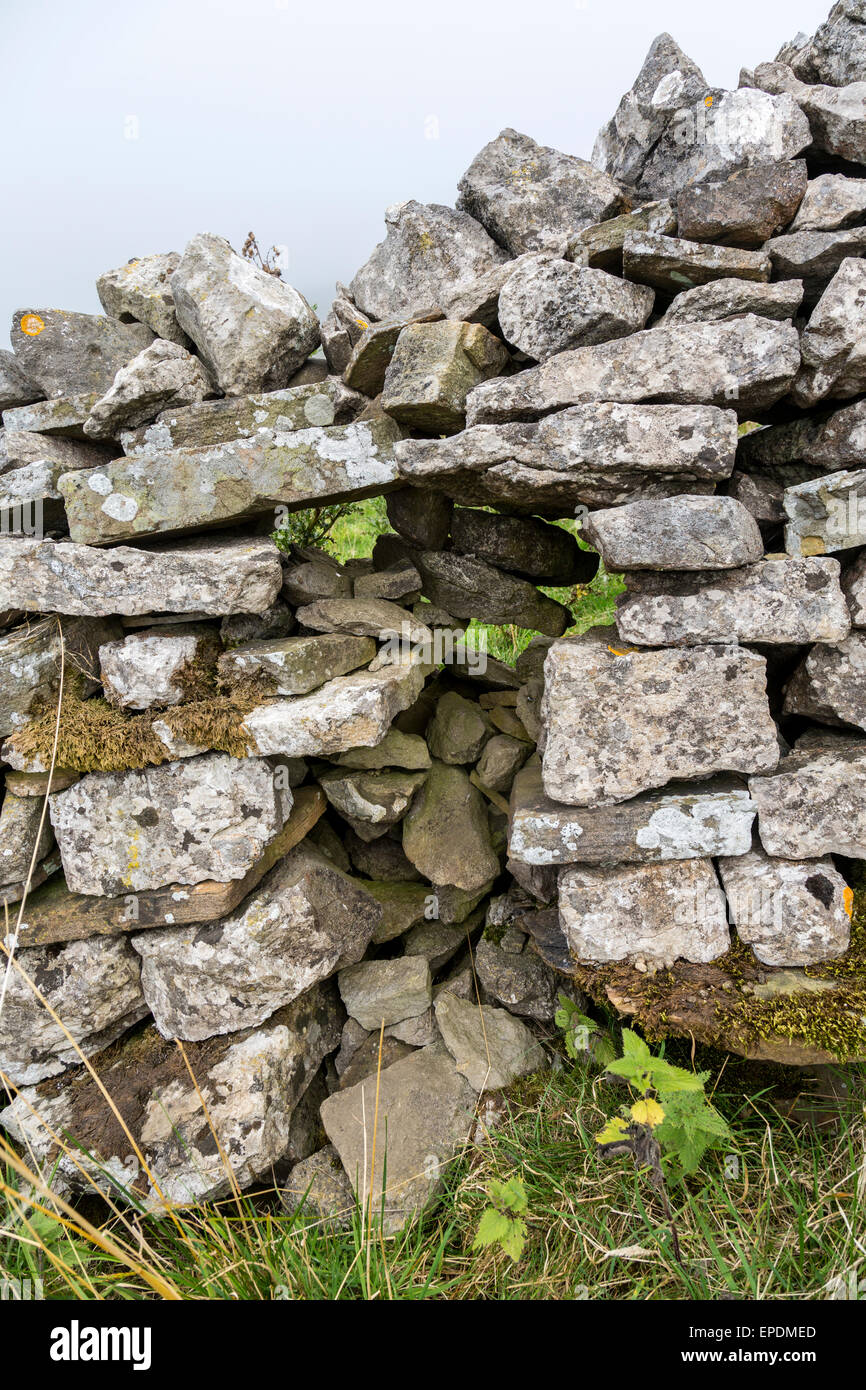 Royaume-uni, Angleterre, dans le Yorkshire Dales. Les clôtures en pierre de délimiter les limites des champs. Banque D'Images