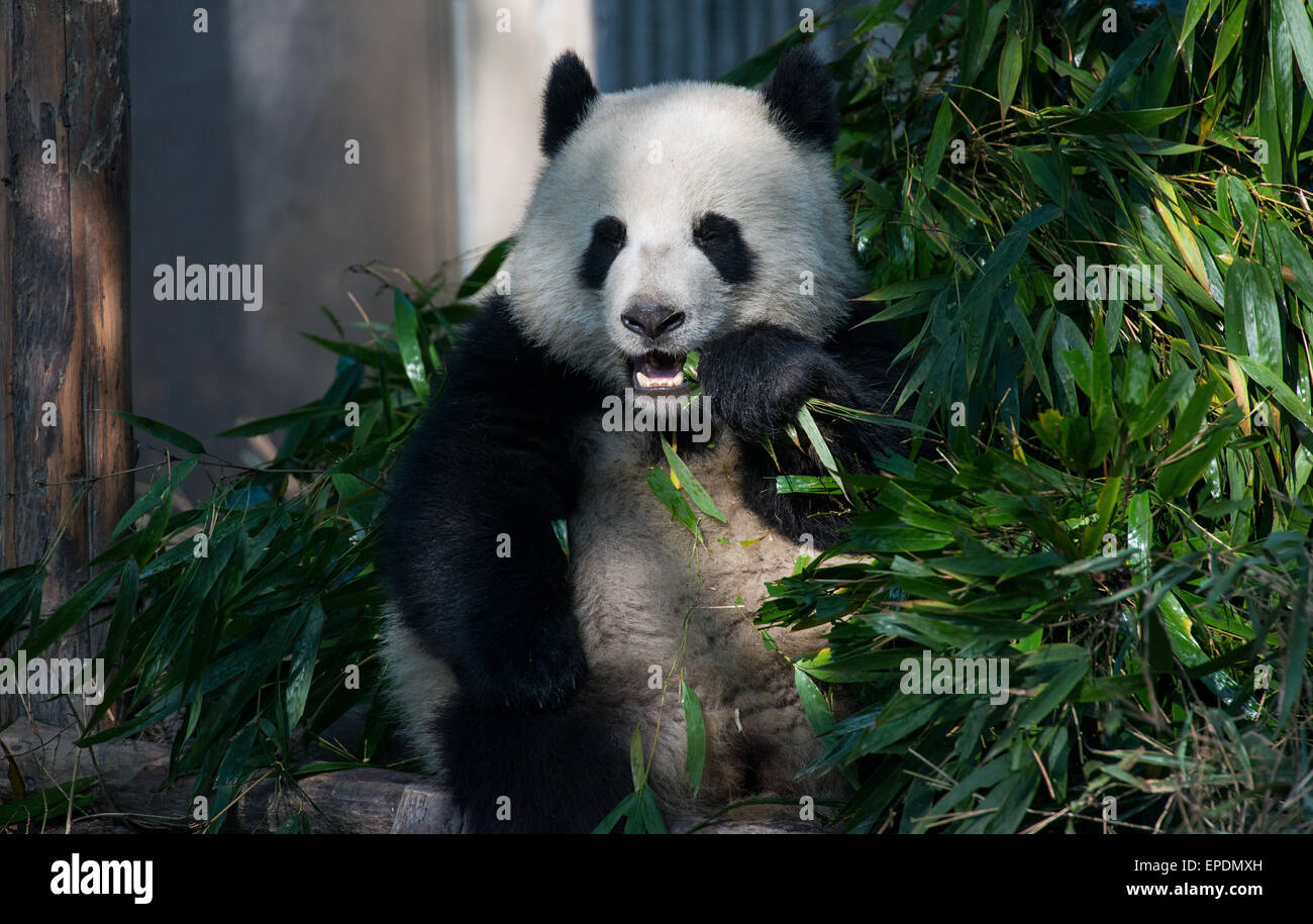 Grand panda eating bamboo au Centre de recherche de reproduction Pandas de Chengdu, Sichuan, Chine Banque D'Images