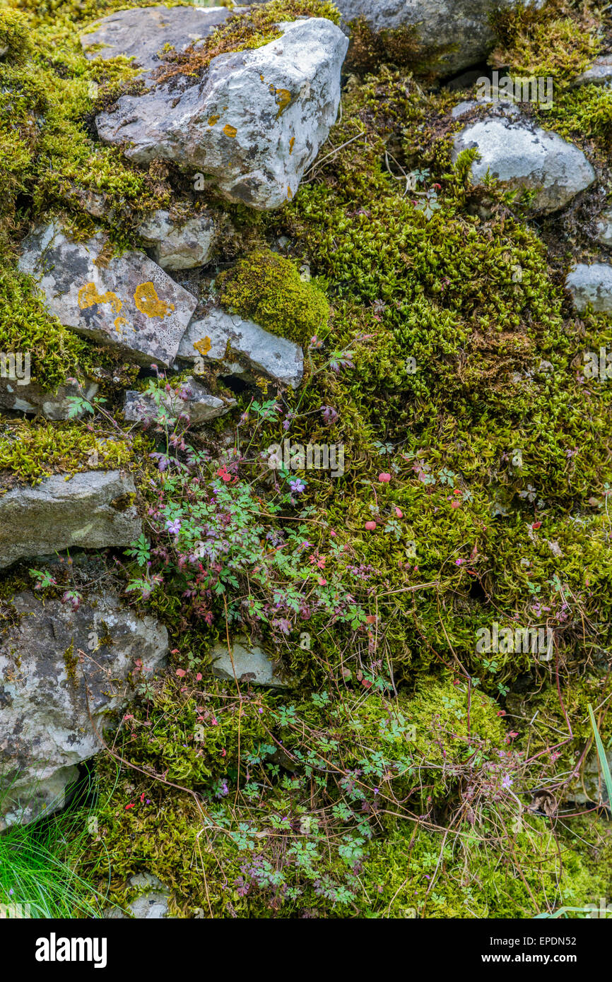 Royaume-uni, Angleterre, dans le Yorkshire Dales. De lichens, de mousses et de fleurs sauvages couvrir pierres en mur de pierre. Banque D'Images