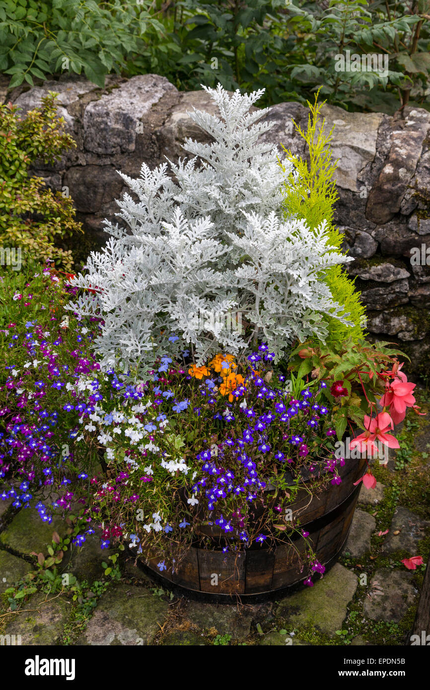 Royaume-uni, Angleterre, Kettlewell, Yorkshire. Pot de fleur avec Dusty Miller et de fleurs. Banque D'Images