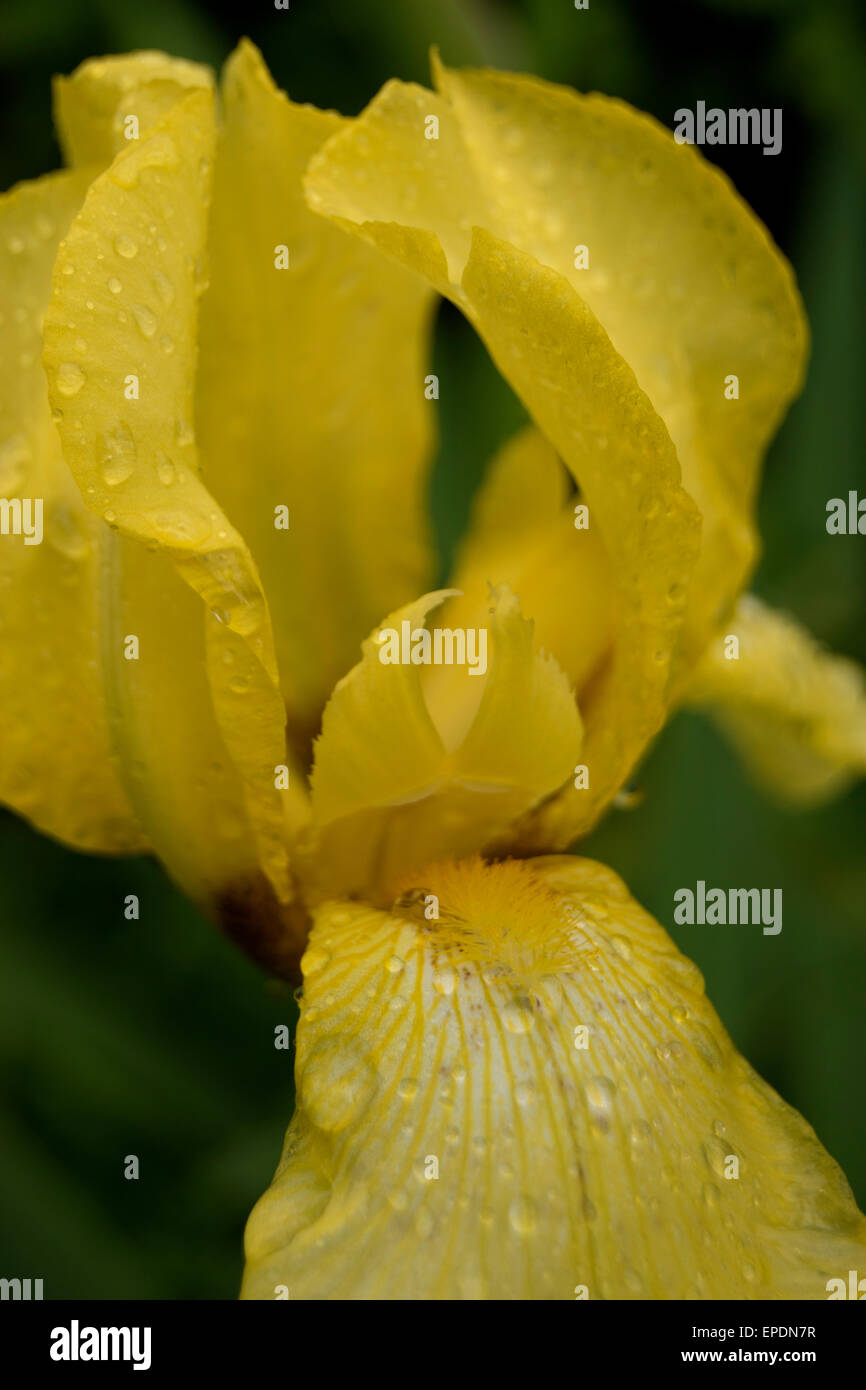 Iris jaune close up avec gouttes de pluie et floue fond vert Banque D'Images