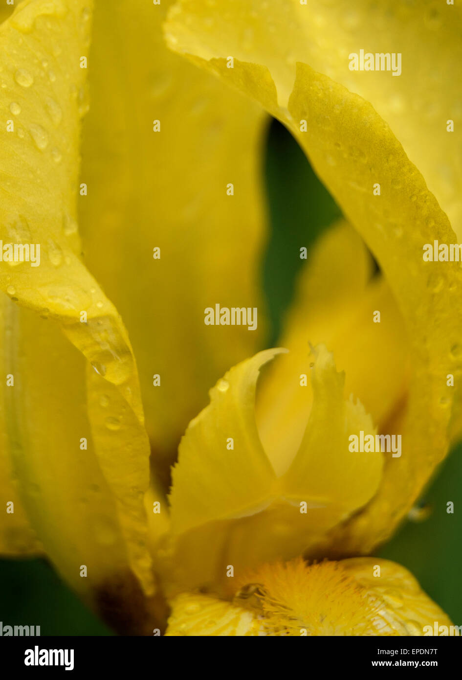 Iris jaune close up avec gouttes de pluie Banque D'Images