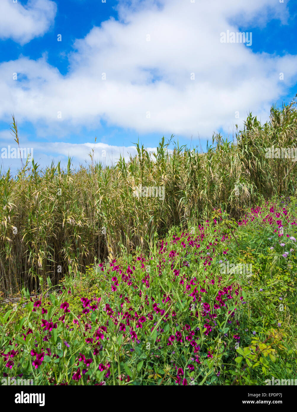 Petits pois sauvages (Lathyrus tingitanus) développe à côté de route à Tenerife, Îles Canaries, Espagne Banque D'Images