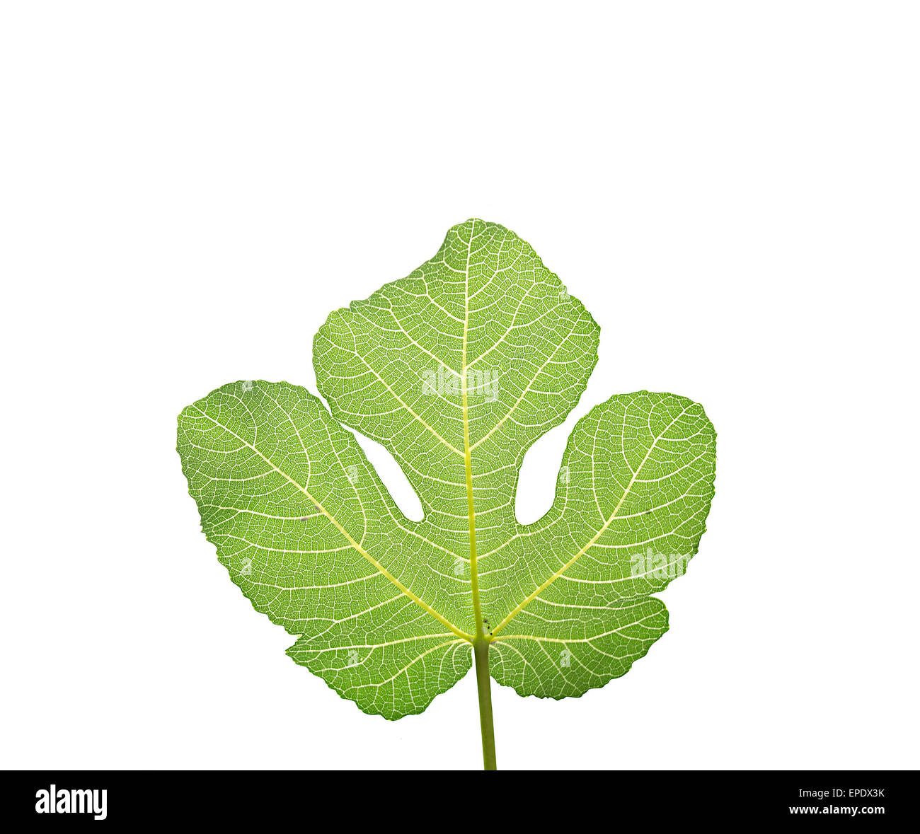 Feuille de vigne, le premier vêtement porté par Adam et Eve selon l'Ancien Testament, isolé sur blanc. Banque D'Images