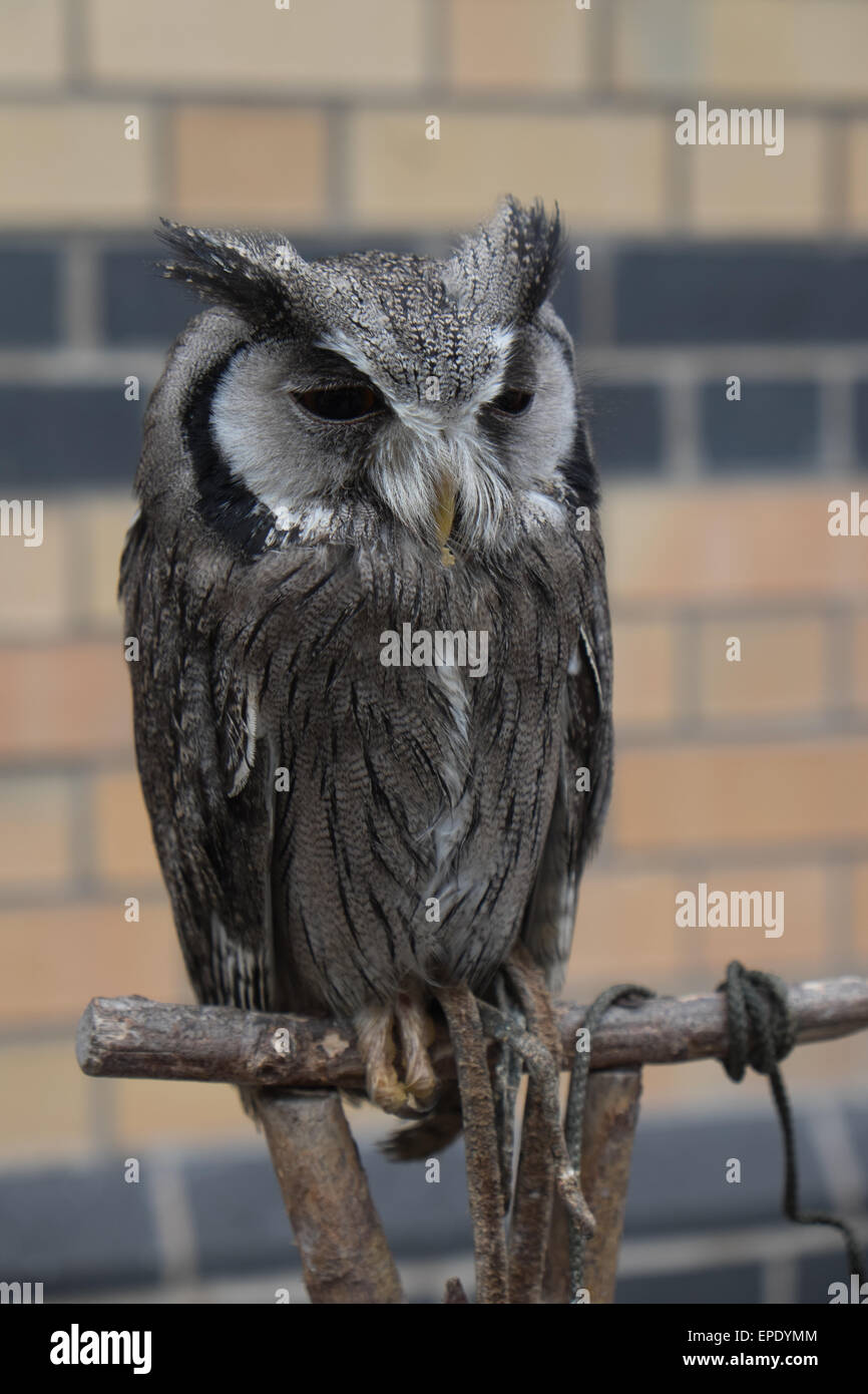 Secouru Scops Owl Banque D'Images