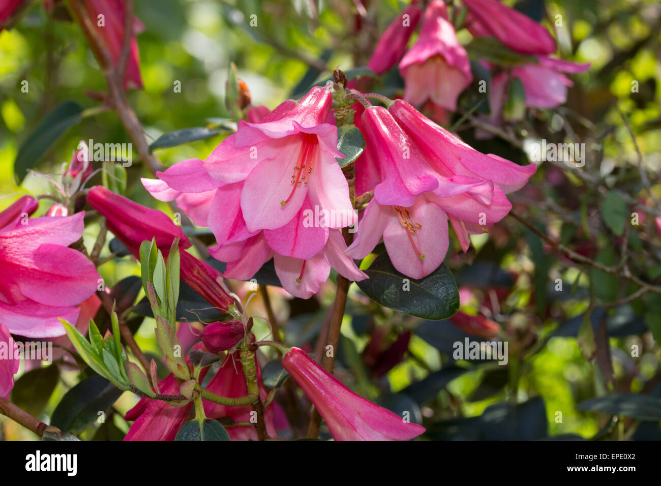 Rose fleurs pendantes bell de Rhododendron cinnabarinum 'cascade' Banque D'Images