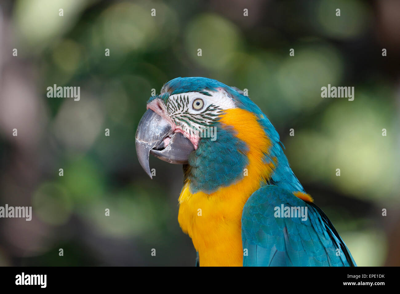 Ara bleu et or, Ara ararauna , un perroquet d'Amérique du Sud. Banque D'Images