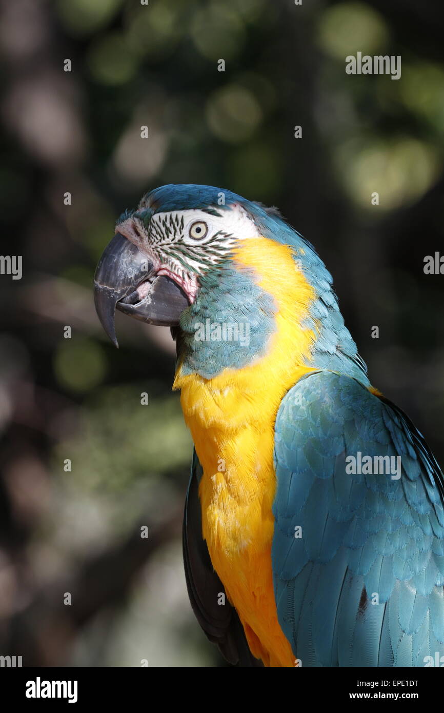 Ara bleu et or, Ara ararauna , un perroquet d'Amérique du Sud. Banque D'Images