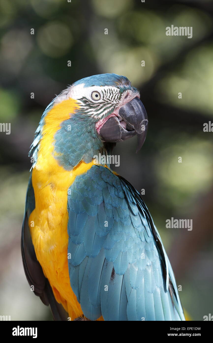 Ara bleu et or, Ara ararauna , un perroquet d'Amérique du Sud. Banque D'Images