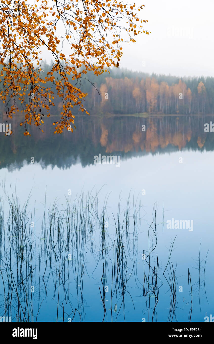 Automne feuilles de bouleau jaune sur l'eau du lac encore dans le froid matin brumeux Banque D'Images