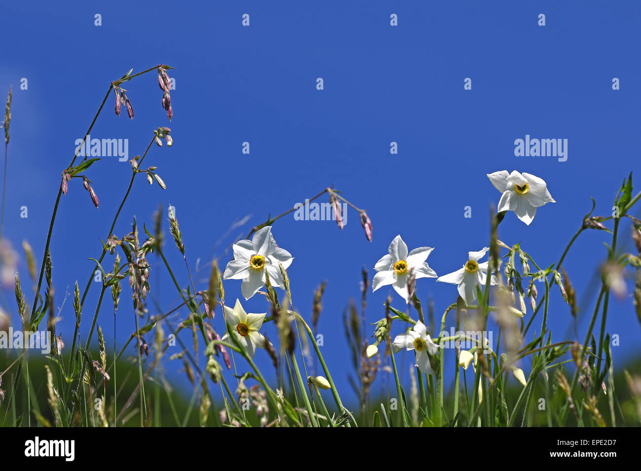 Herbe sauvage avec fleurs de montagne blanche contre le ciel bleu Banque D'Images