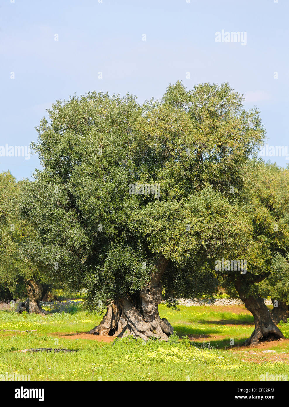 Jardin d'olive avec de l'herbe verte près de Ostuni, Pouilles, Italie du Sud. Banque D'Images