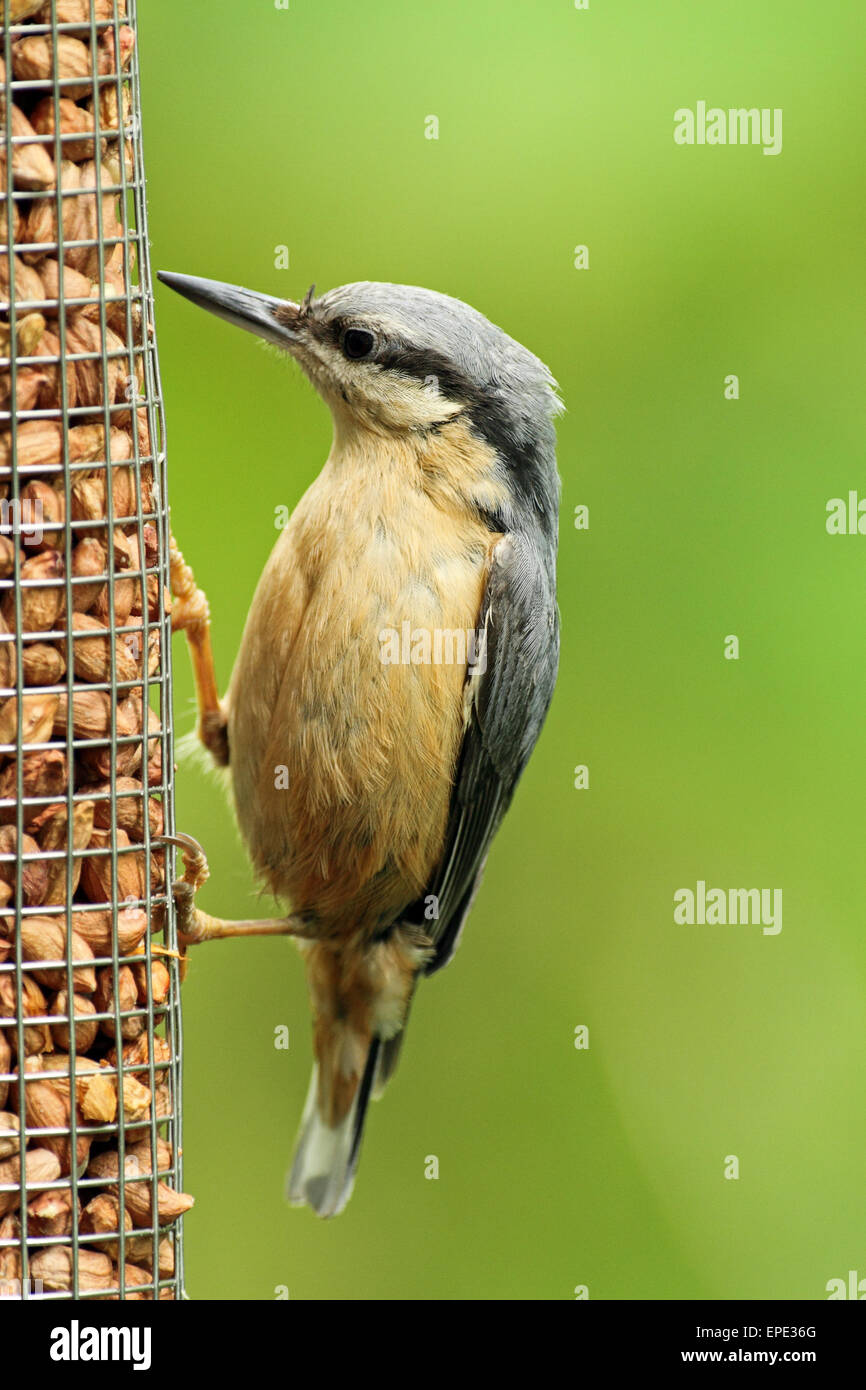 Sittelle Torchepot (Sitta europaea) - sur l'alimentation des oiseaux. Banque D'Images