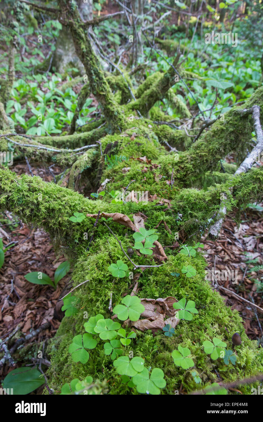 Un moignon couvert de mousse dans un bois sombre. Banque D'Images