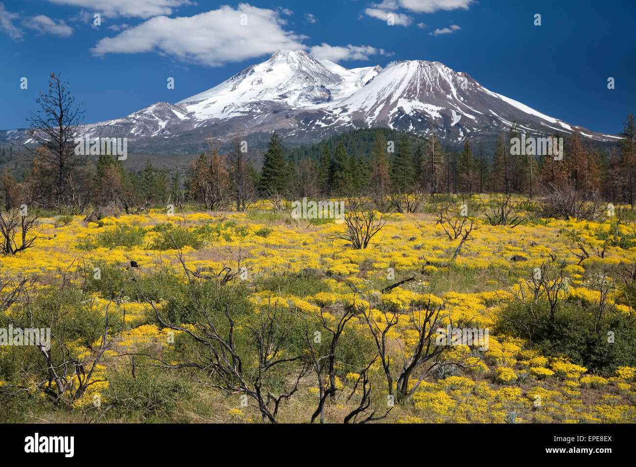 Floraison de fleurs en dessous de Mt. Shasta Banque D'Images