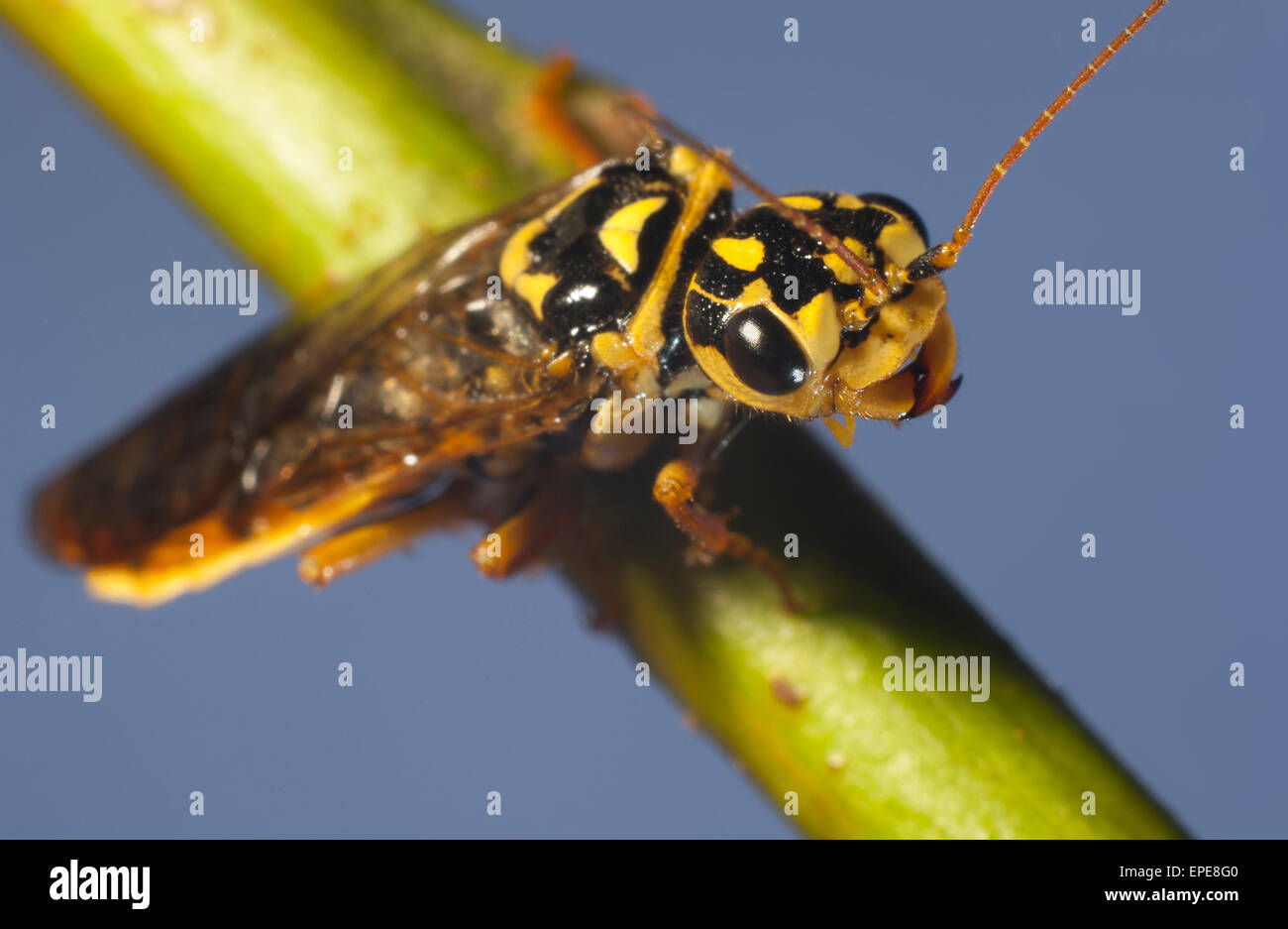 La tenthrède du stellaire d'insectes(Acantholyda posticalis)(Symphytes).macro. Banque D'Images