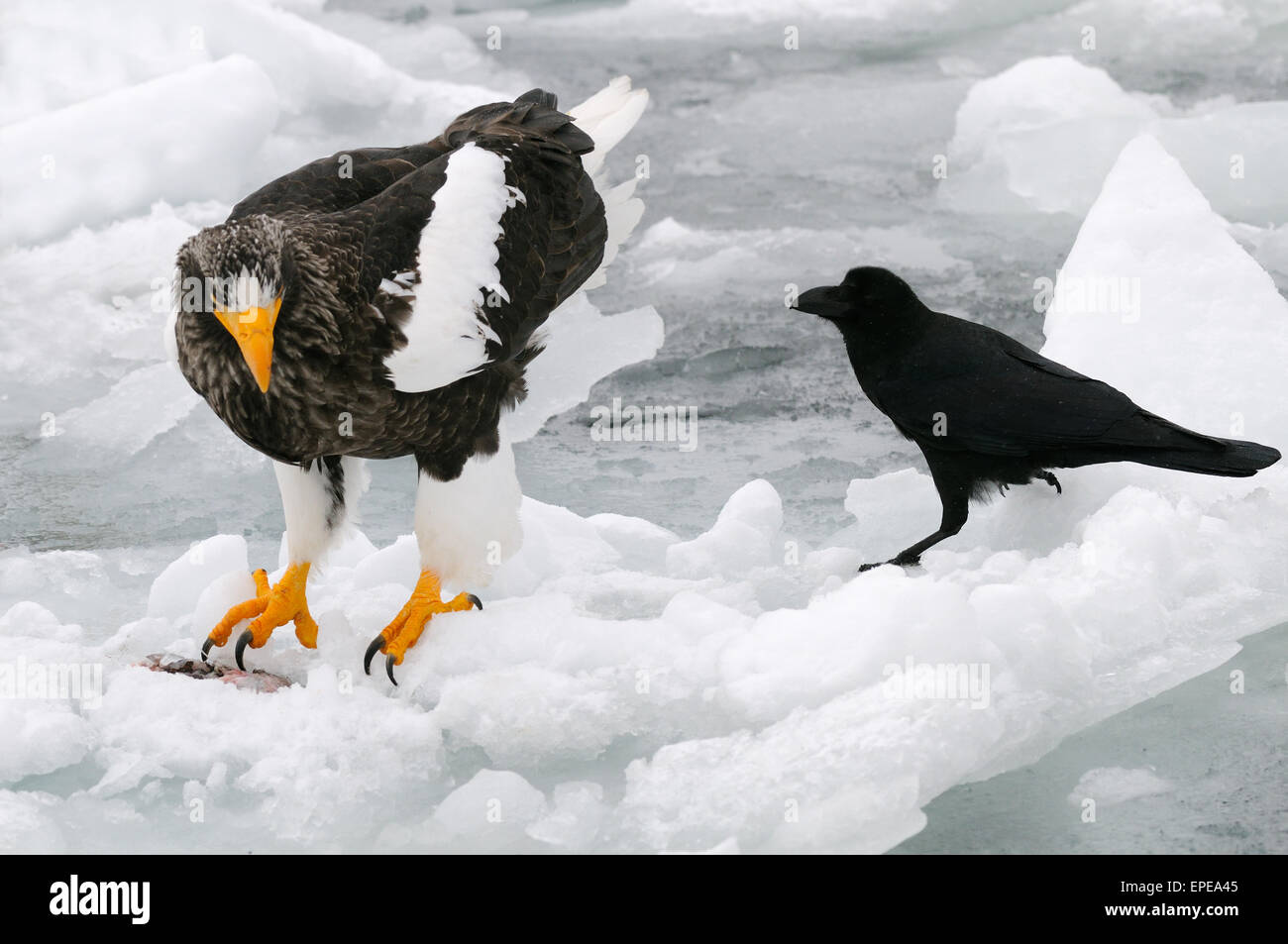 Stellers Sea Eagle et une jungle crow sur les glaces dérivantes du détroit de Nemuro à quelques miles au nord-est de Rausu sur Hokkaido, Japon. Banque D'Images