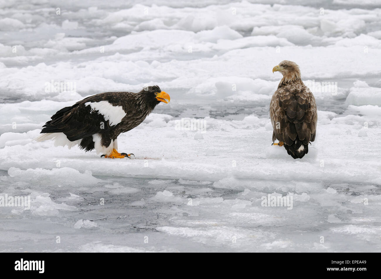 Pygargue à queue blanche et l'Aigle de mer de Steller sur les glaces dérivantes du détroit de Nemuro à quelques miles au nord-est de Rausu sur Hokkaido, Japon. Banque D'Images