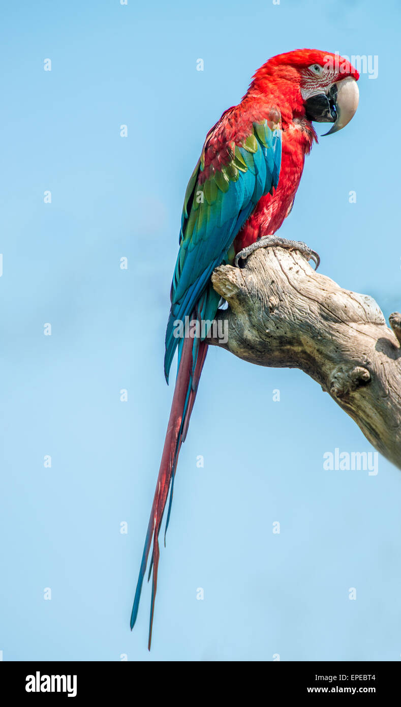 Green-winged macaw Banque D'Images