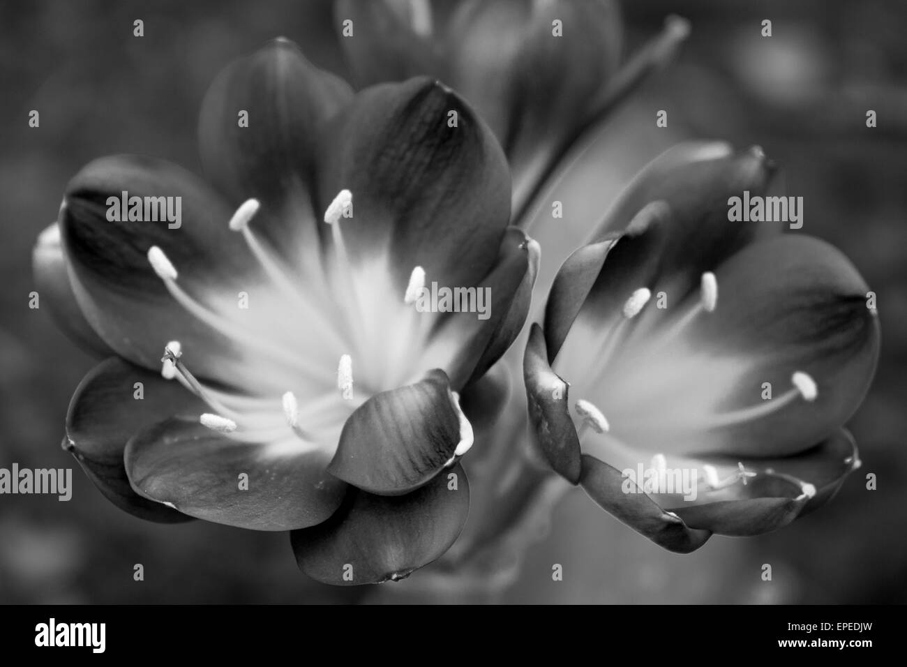 Le printemps, les fleurs sur les succulentes Banque D'Images