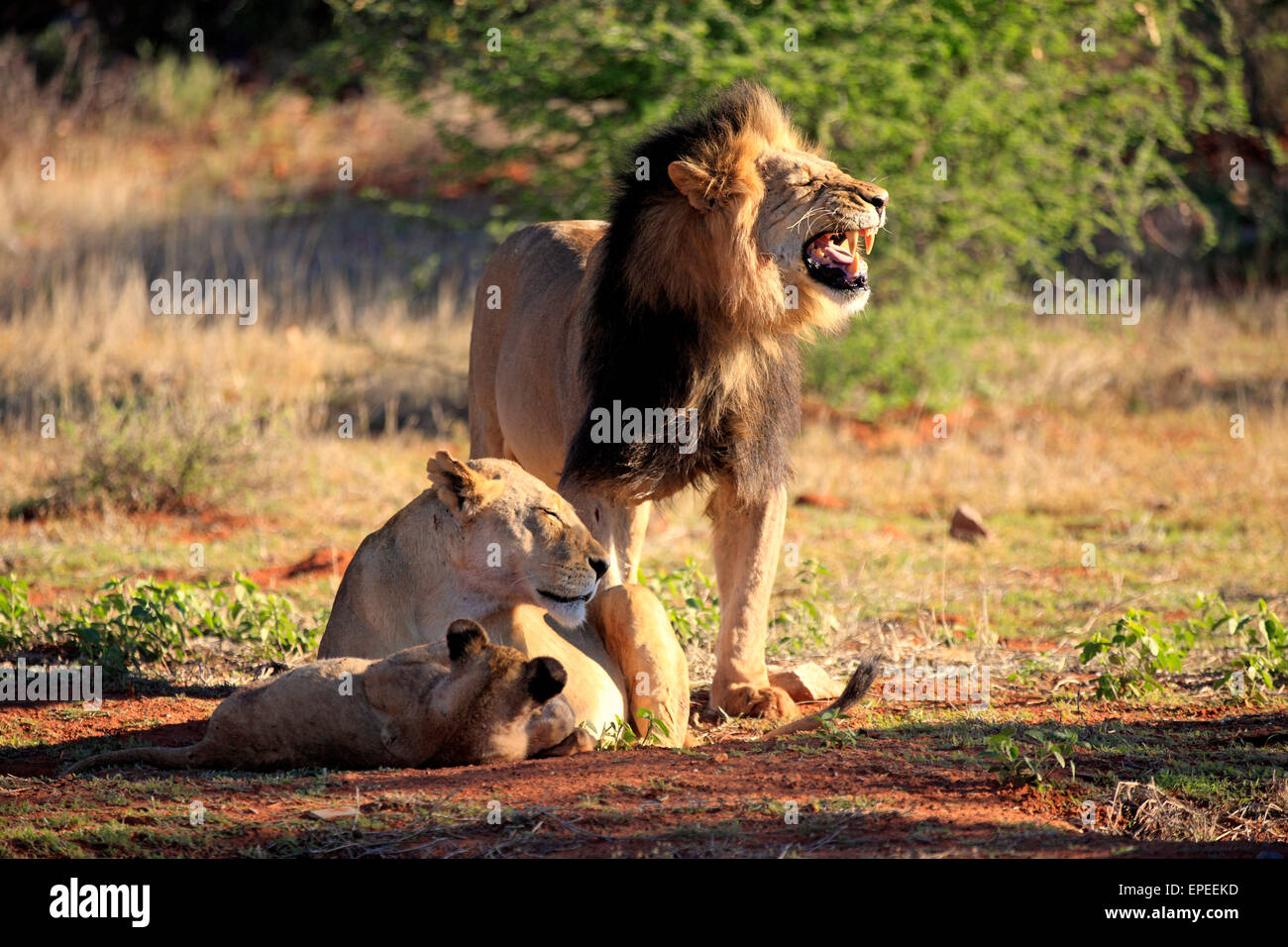 Les lions (Panthera leo), famille de lions, homme flehming, Kuruman, Désert du Kalahari, North Cape, Afrique du Sud Banque D'Images