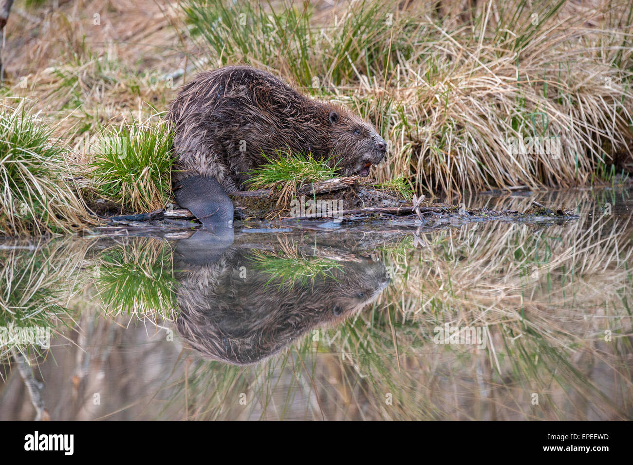 Le castor d'Eurasie (Castor fiber) dans l'eau, Haute Autriche, Autriche Banque D'Images