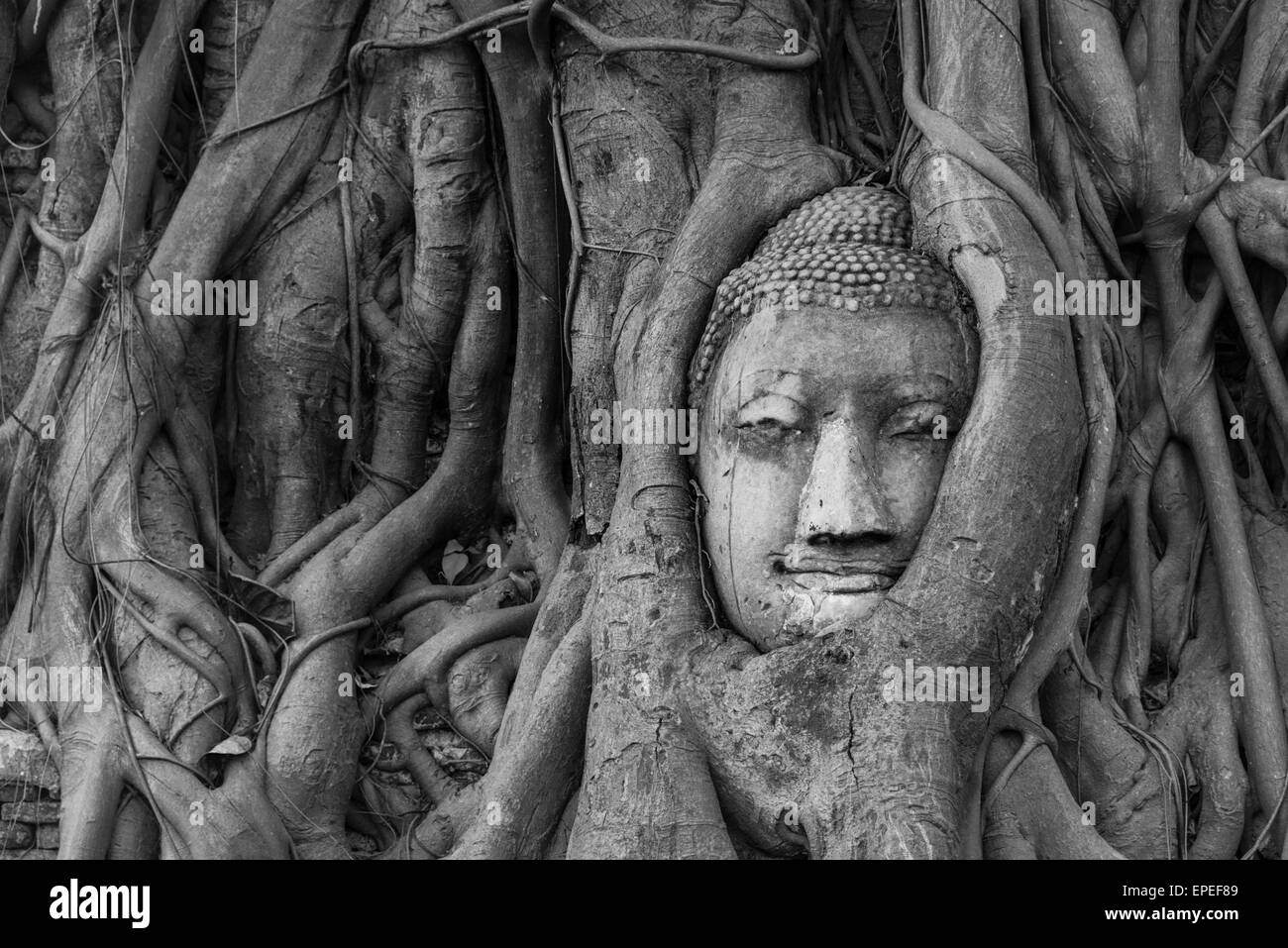Tête de statue de Bouddha en incarnés strangler fig racines (Ficus religiosa), Wat Mahathat, Ayutthaya, Thaïlande centrale Banque D'Images