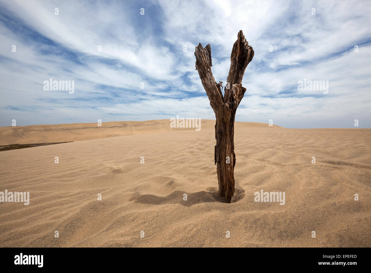 Arbre mort, les dunes, la Réserve Naturelle des Dunes de Maspalomas, la formation de nuages, Gran Canaria, Îles Canaries, Espagne Banque D'Images