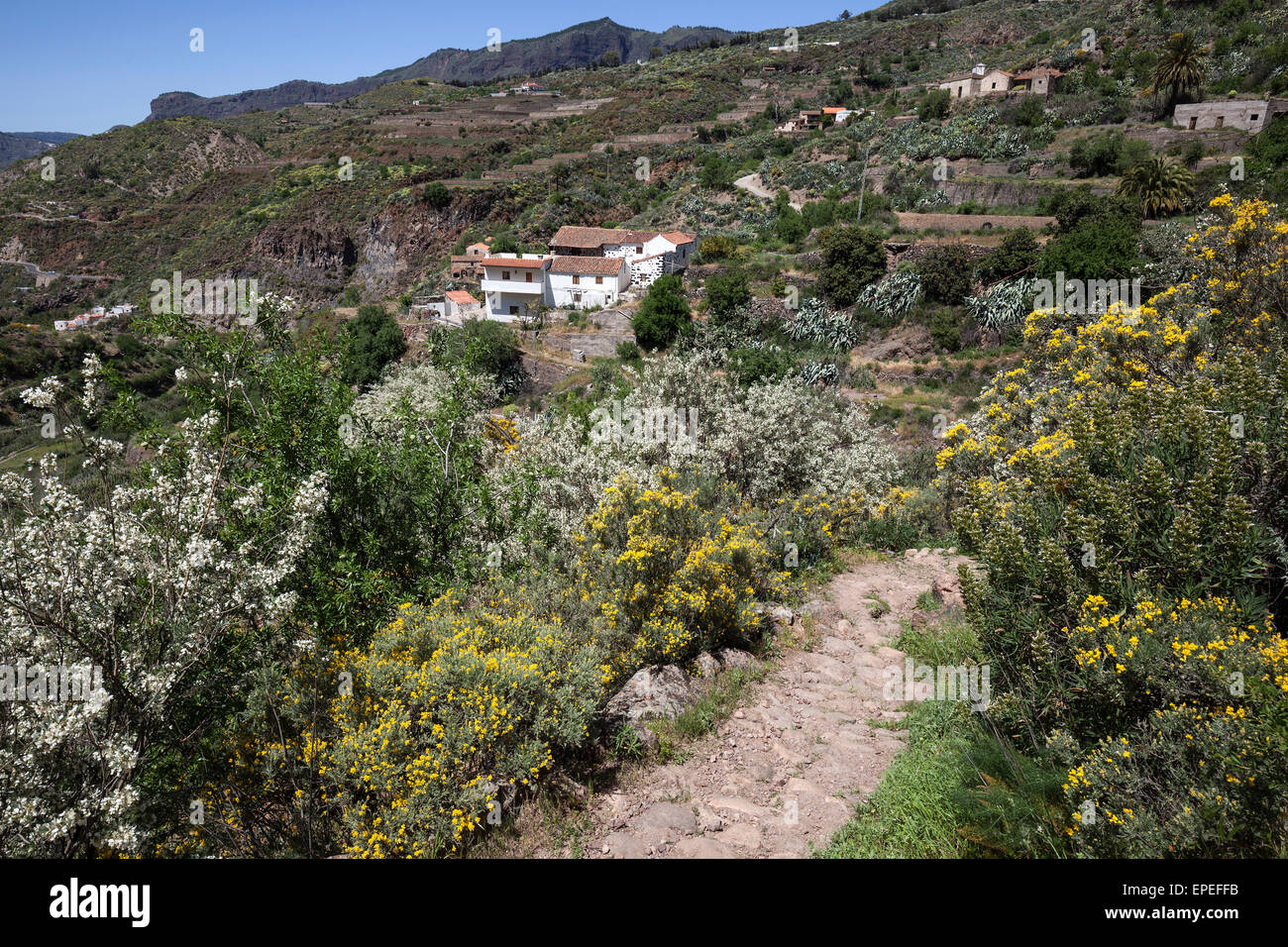 Vue depuis un sentier de randonnée de la végétation en fleurs et maisons de la Culata, randonnées, Gran Canaria, Îles Canaries, Espagne Banque D'Images