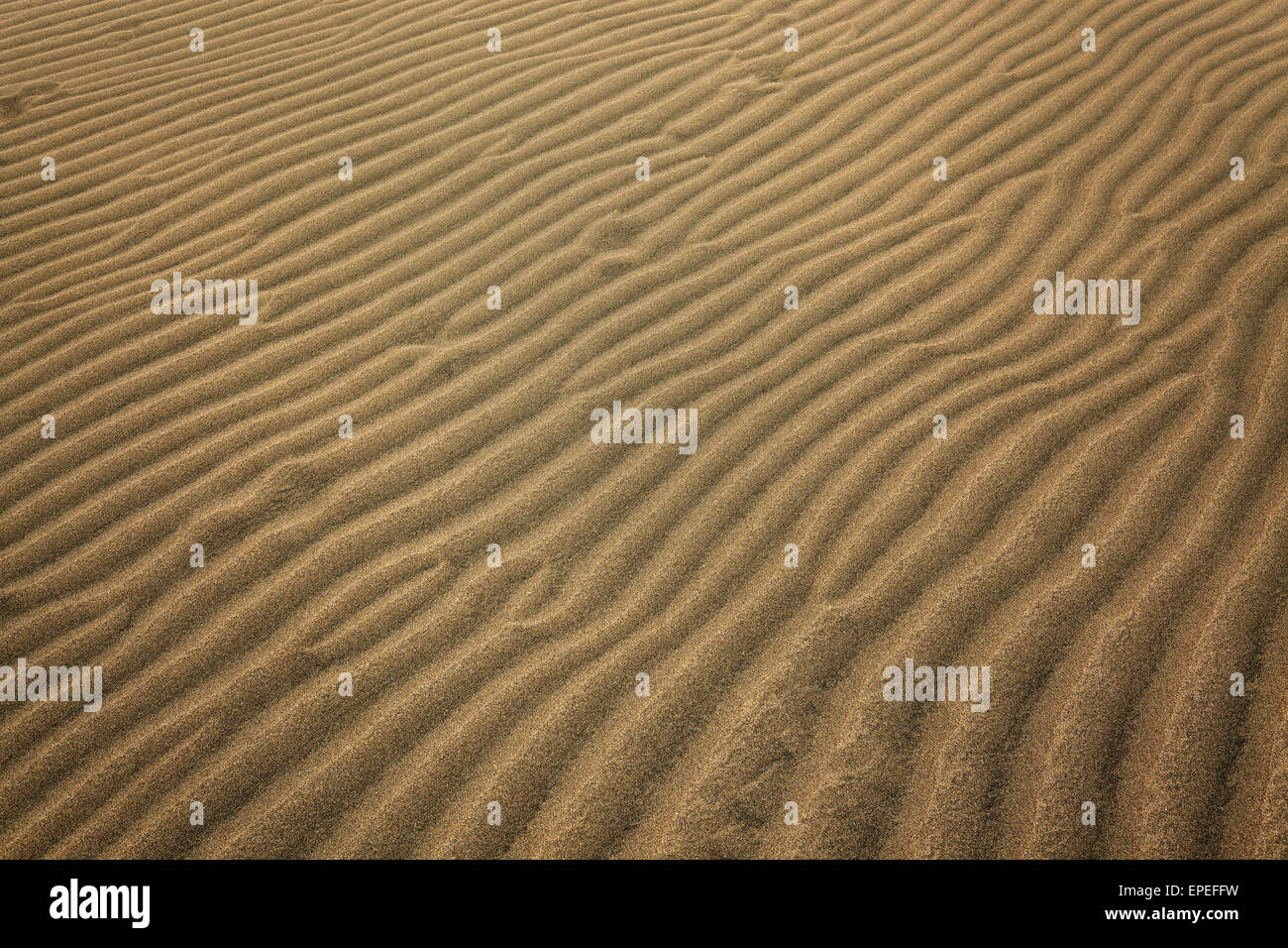 Structures ondulées dans le sable, les dunes de Maspalomas, réserve naturelle, Gran Canaria, Îles Canaries, Espagne Banque D'Images