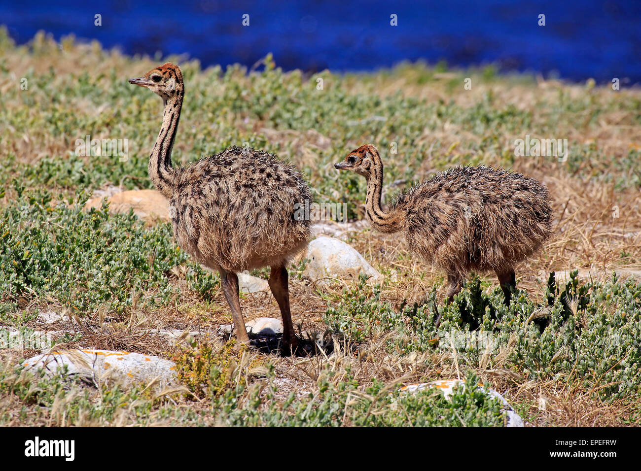 Autruche d'Afrique du Sud (Struthio camelus australis), deux jeunes oiseaux, Cap de Bonne Espérance, Table Mountain National Park Banque D'Images