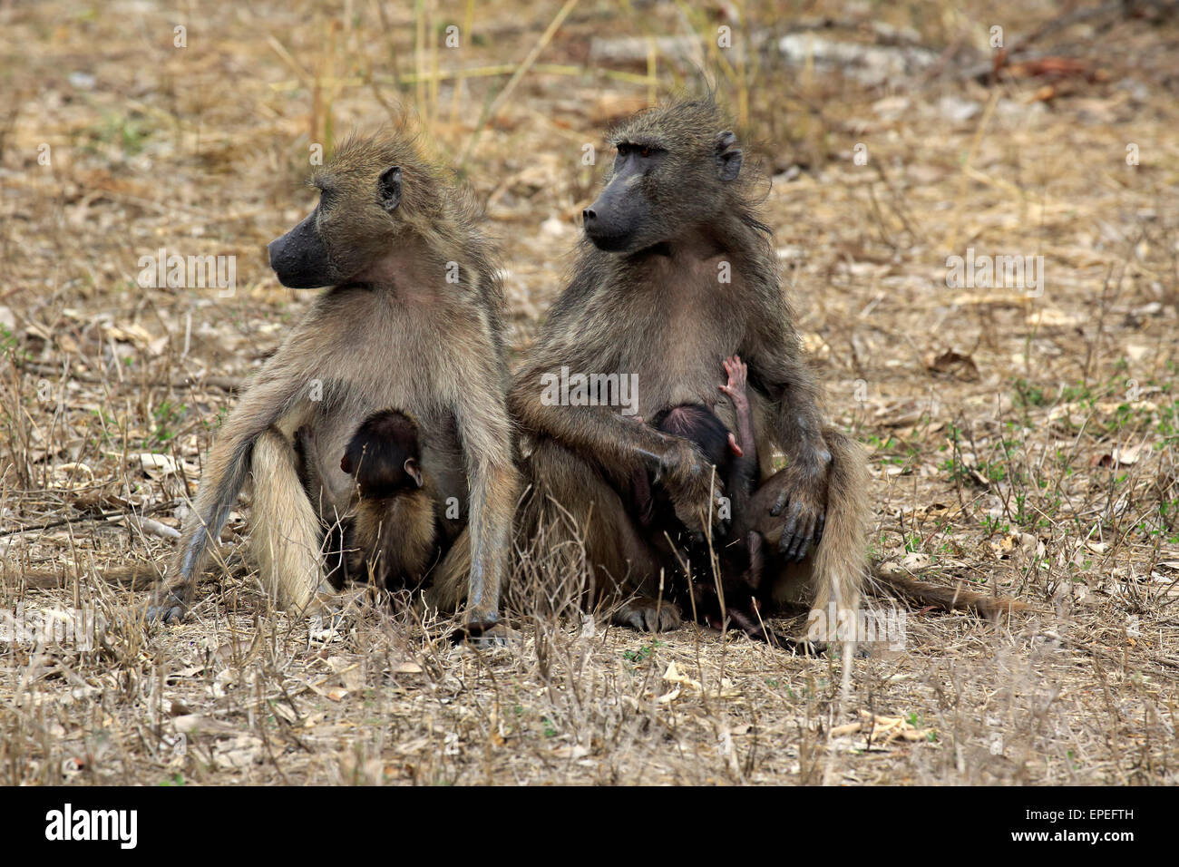 Des babouins Chacma (Papio ursinus), les femelles avec des jeunes animaux, suckling, Kruger National Park, Afrique du Sud Banque D'Images
