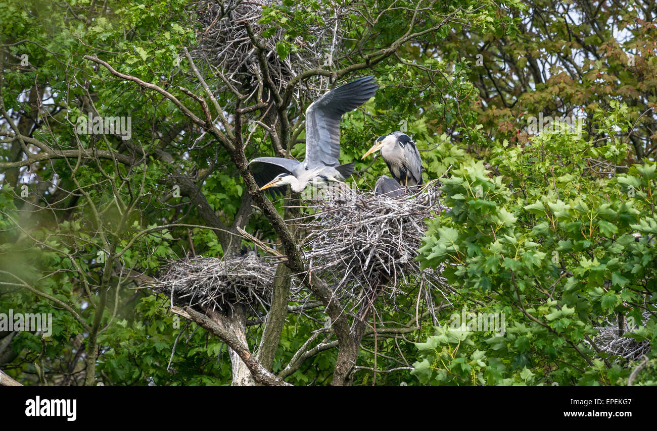 Héron gris adultes laissant son grand nid. Banque D'Images