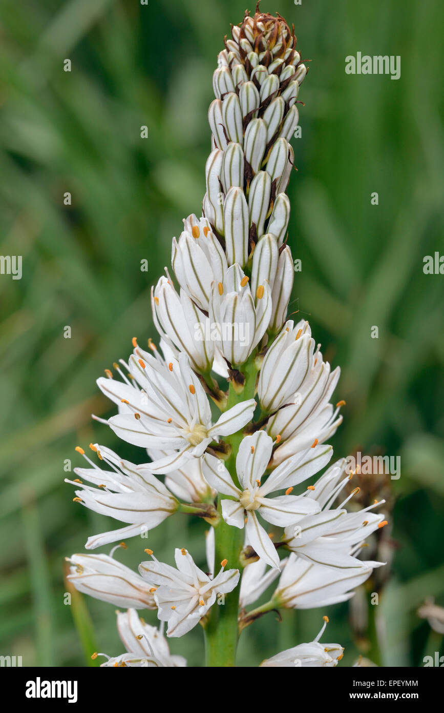Asphodèle blanc Asphodelus Albus Grand - fleur blanche Photo Stock - Alamy