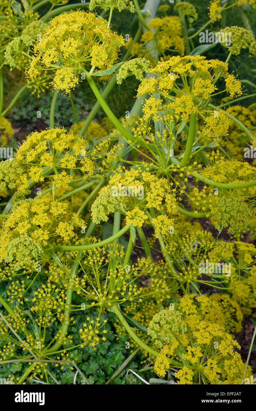 Fenouil géant - Ferula communis Umbellifer jaune de la Méditerranée Banque D'Images