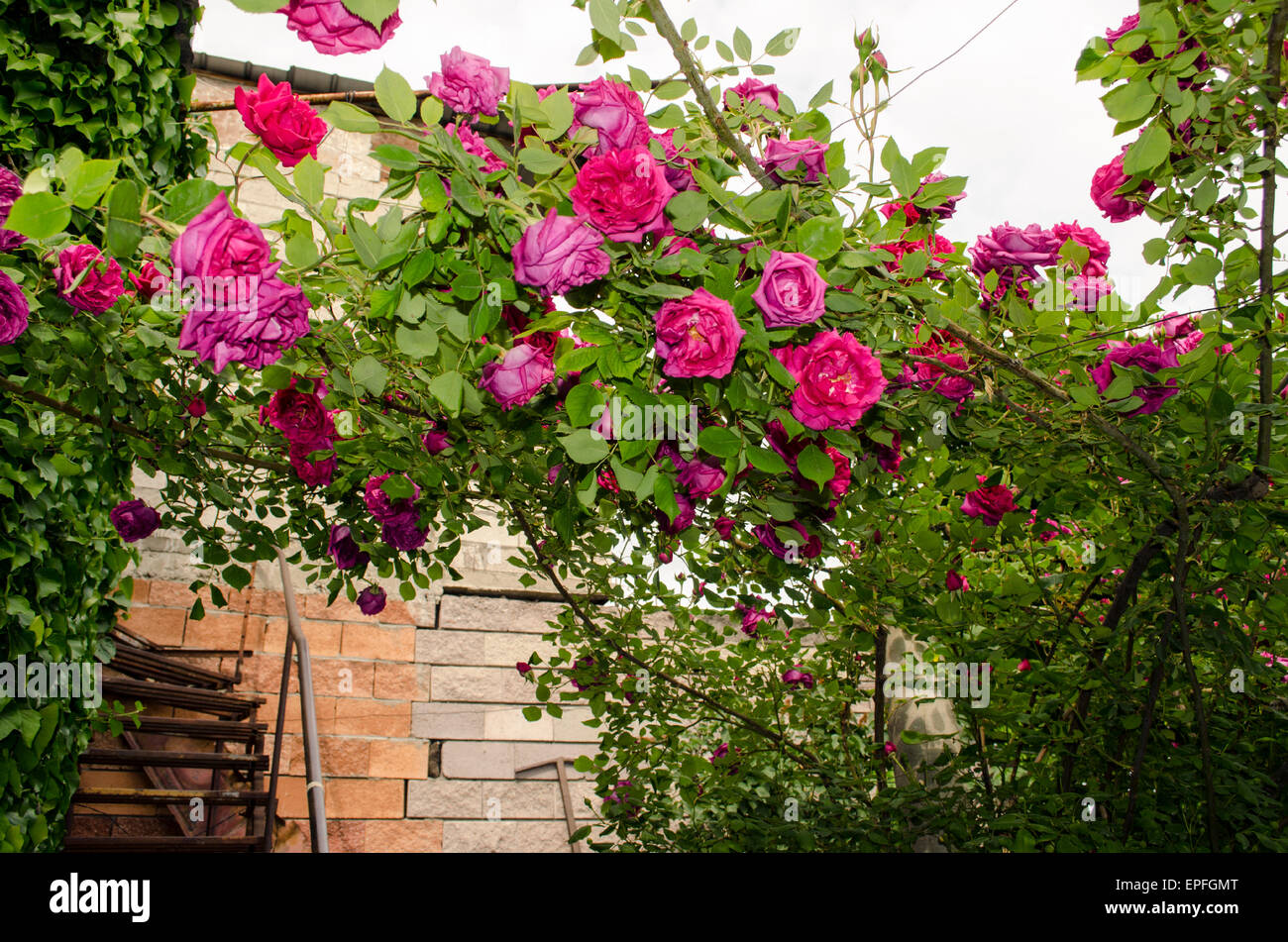 Des roses ont formé dans le passage de roue Banque D'Images