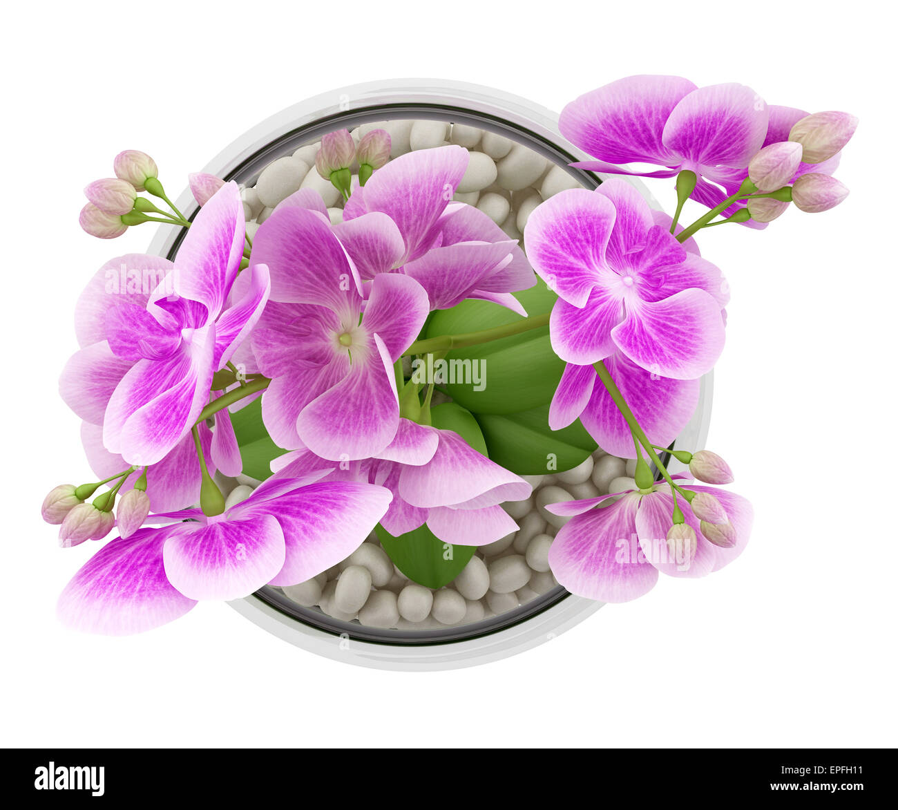 Vue de dessus de purple orchid flower vase en verre Banque D'Images
