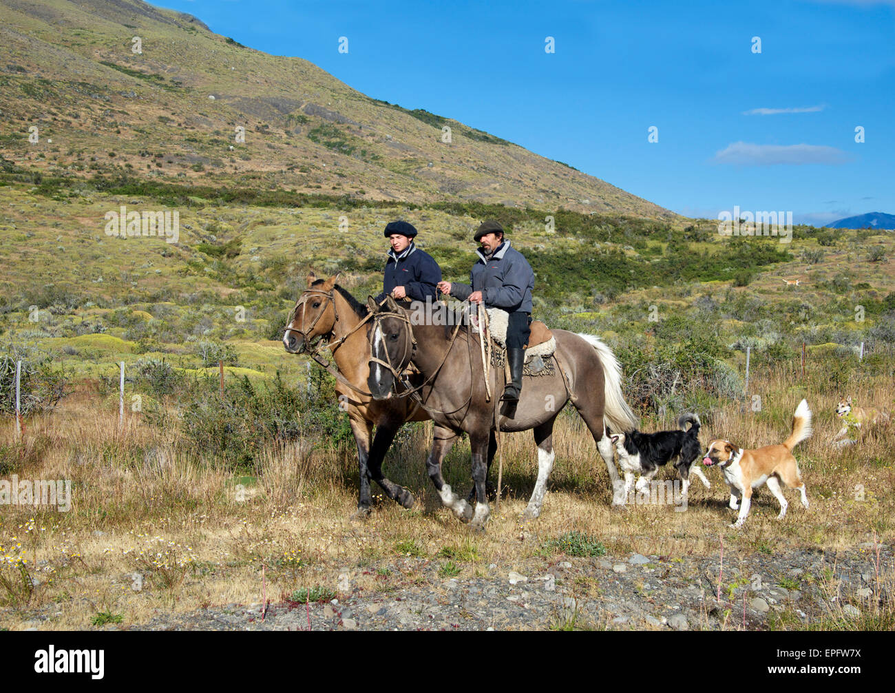 Deux Gauchos à cheval avec des chiens la Patagonie Argentine Banque D'Images