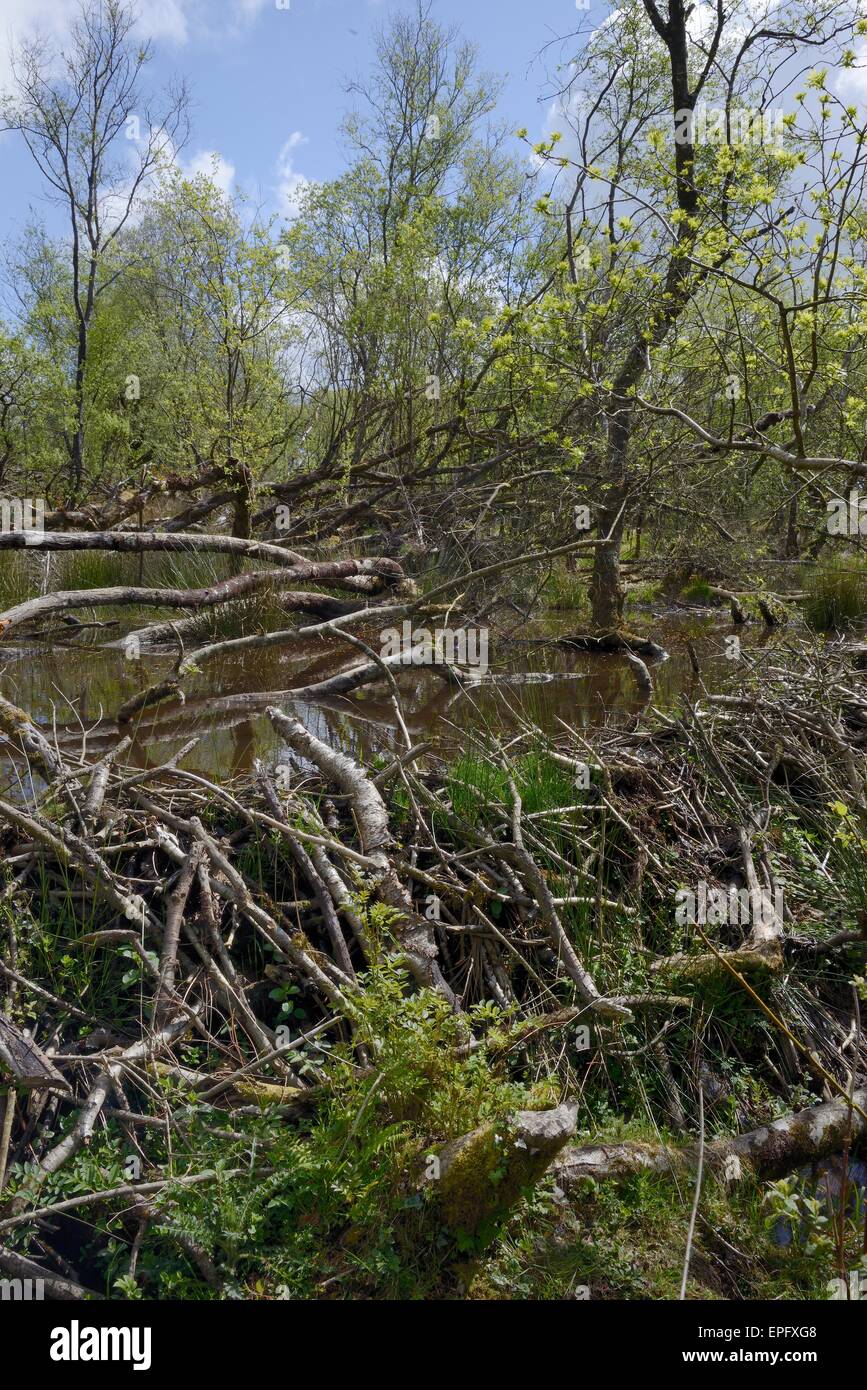 Le castor d'Eurasie (Castor fiber) au sein d'un grand barrage, forestiers, Projet Castor Devon Le Devon Wildlife Trust, Devon, UK, Mai Banque D'Images