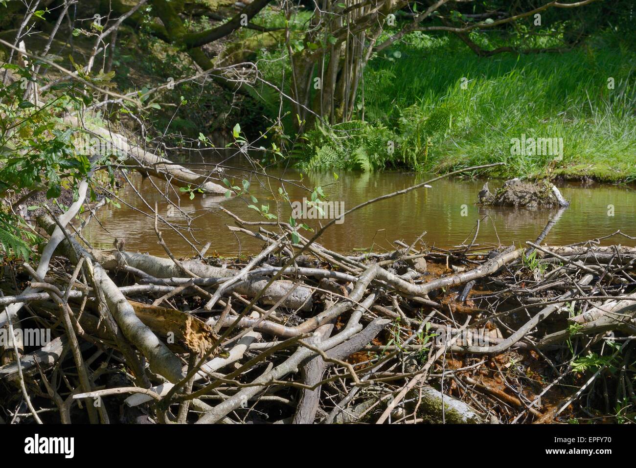 Barrage de branches coupées construit par le castor d'Eurasie (Castor fiber) à un barrage d'eau, la création d'un étang dans une grande enceinte, Devon. Banque D'Images