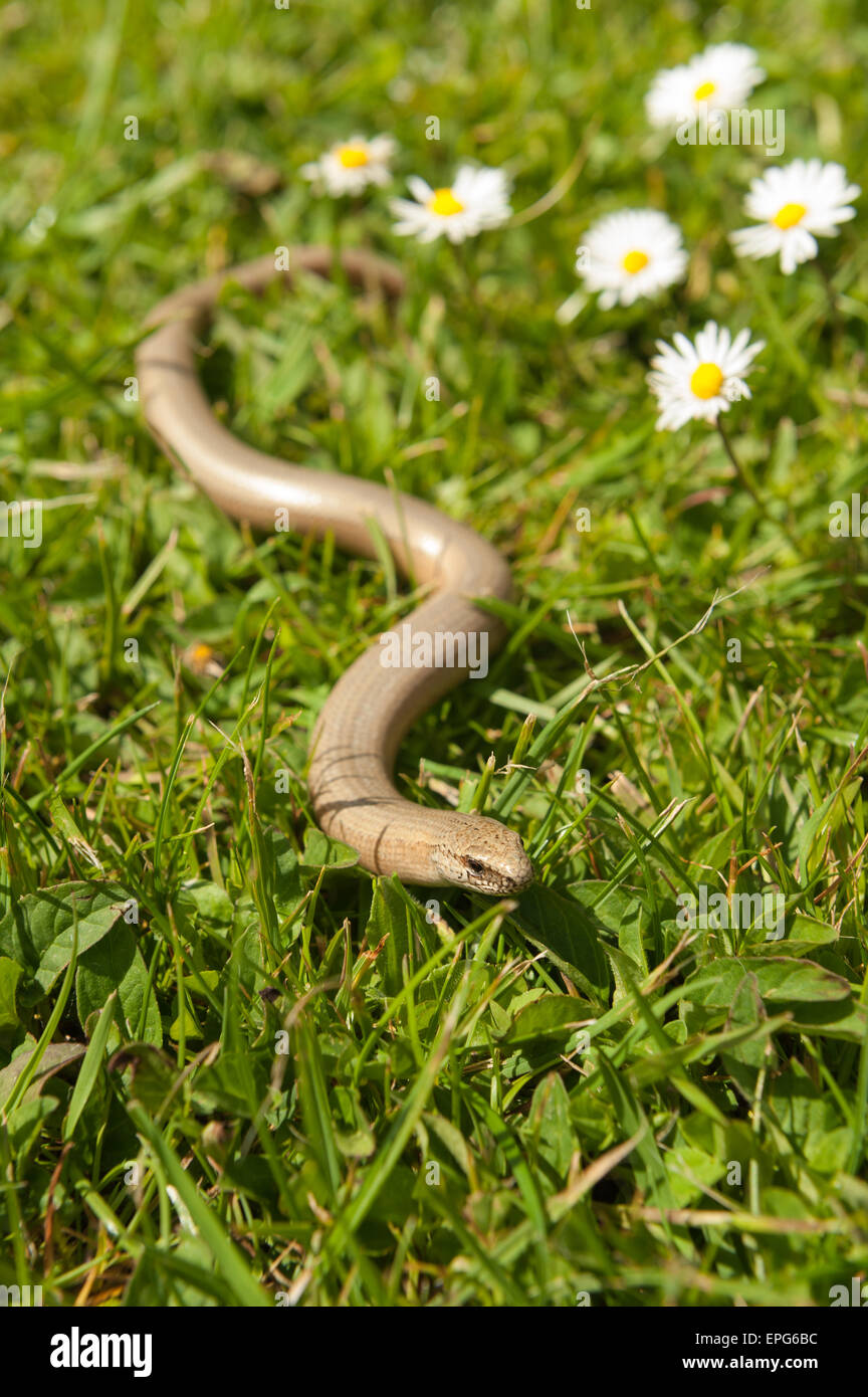 L'adulte qui a ver lent dans le passé faire la queue faire son chemin à travers l'herbe de prairie pelouse et fleurs Daisy Banque D'Images