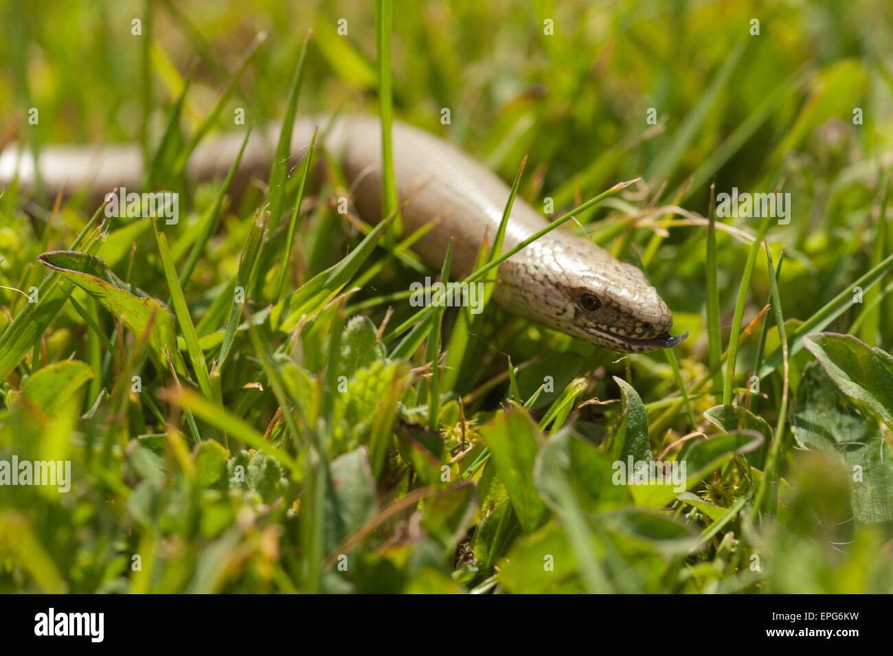 L'adulte qui a ver lent dans le passé faire la queue faire son chemin à travers l'herbe de prairie pelouse et fleurs Daisy Banque D'Images