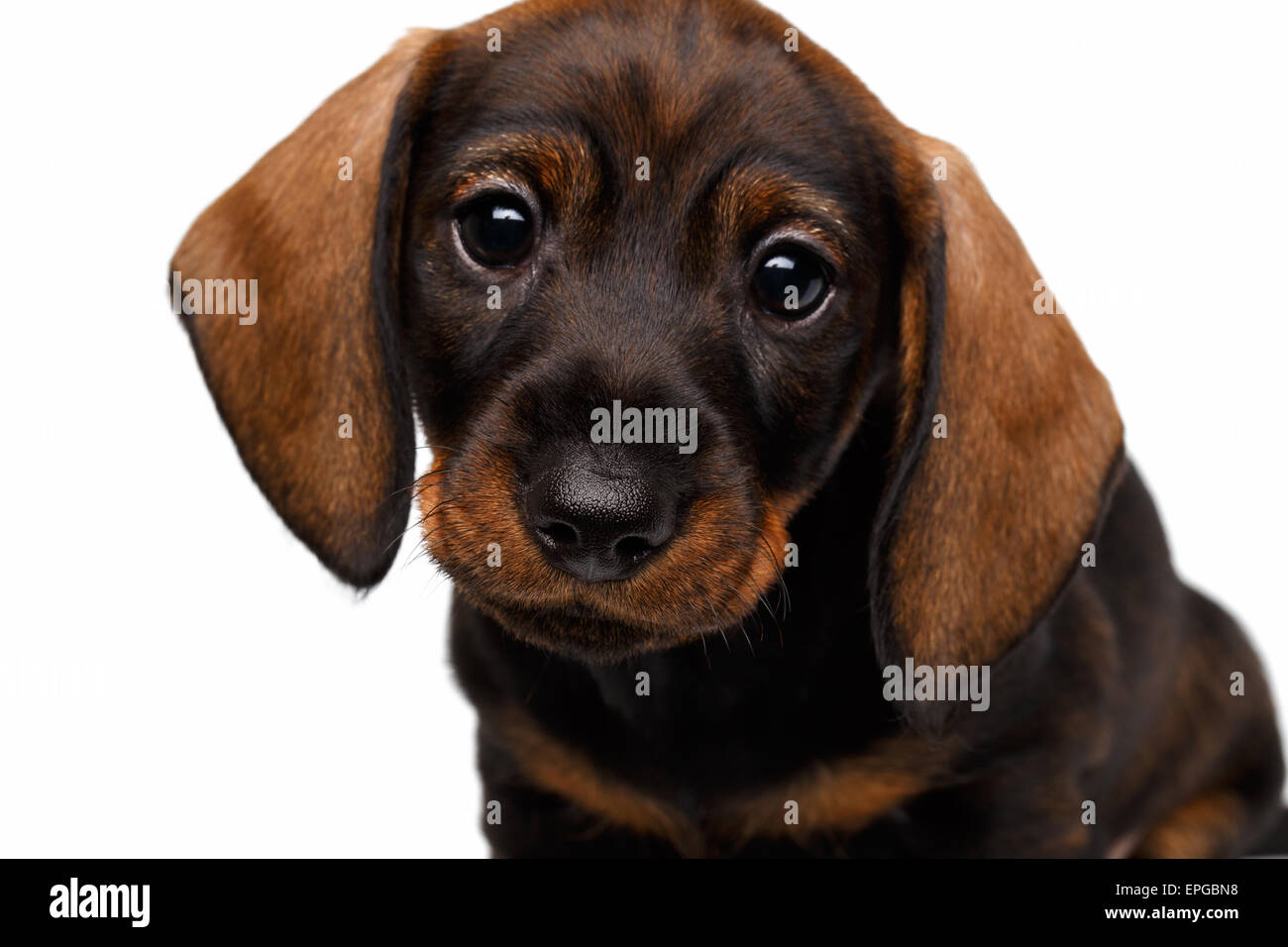 Chiot teckel Banque D'Images