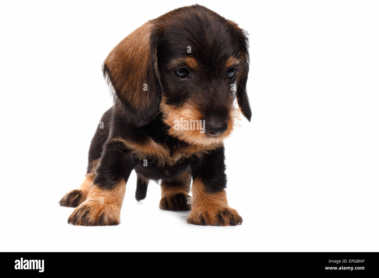 Chiot teckel Banque D'Images