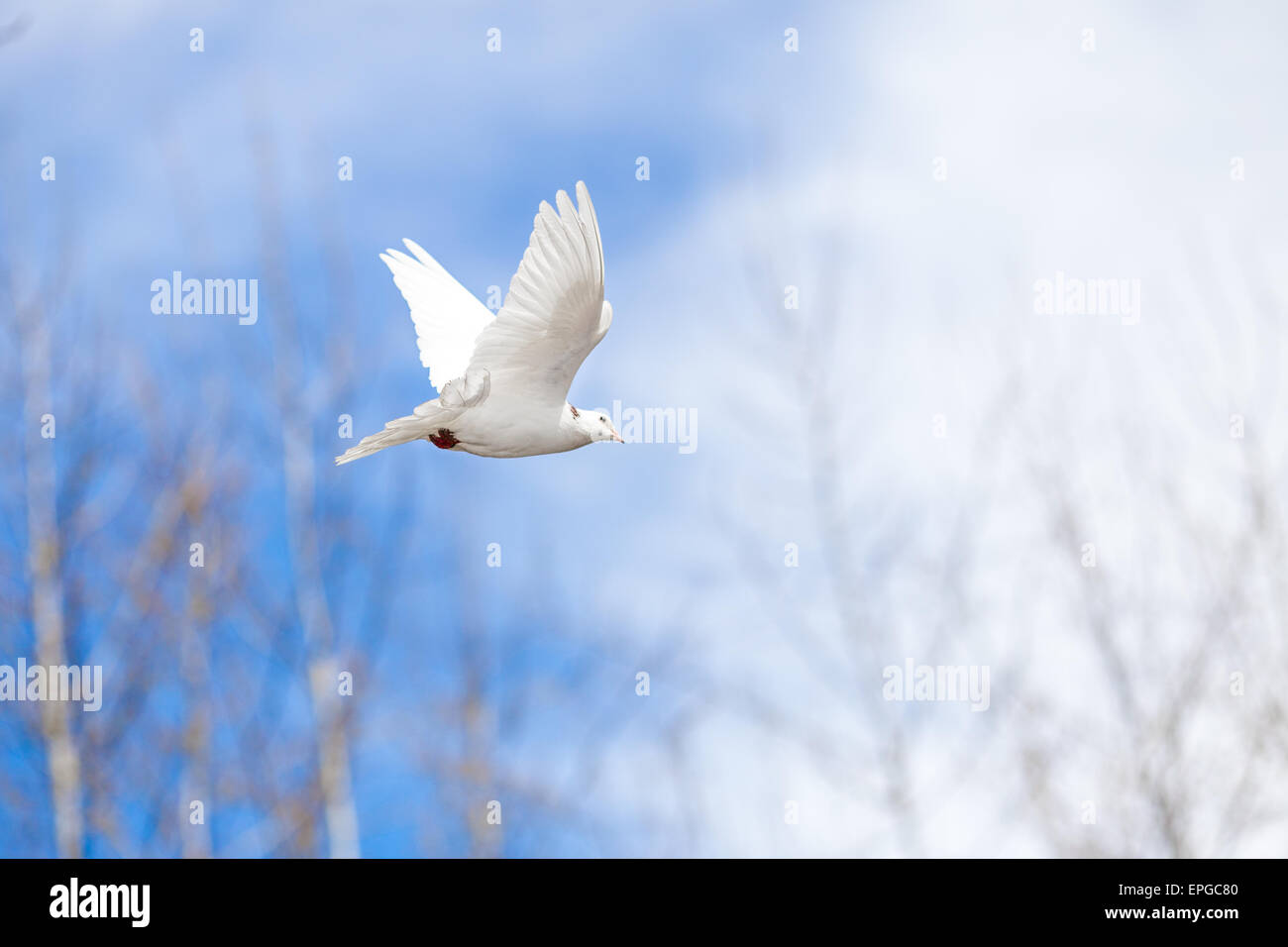 Flying colombe blanche sur ciel bleu Banque D'Images