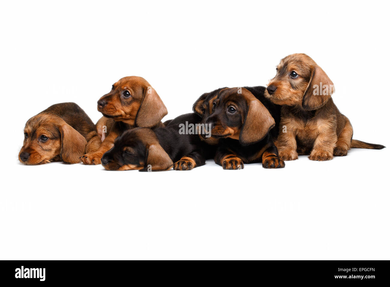 Chiots teckel Banque D'Images