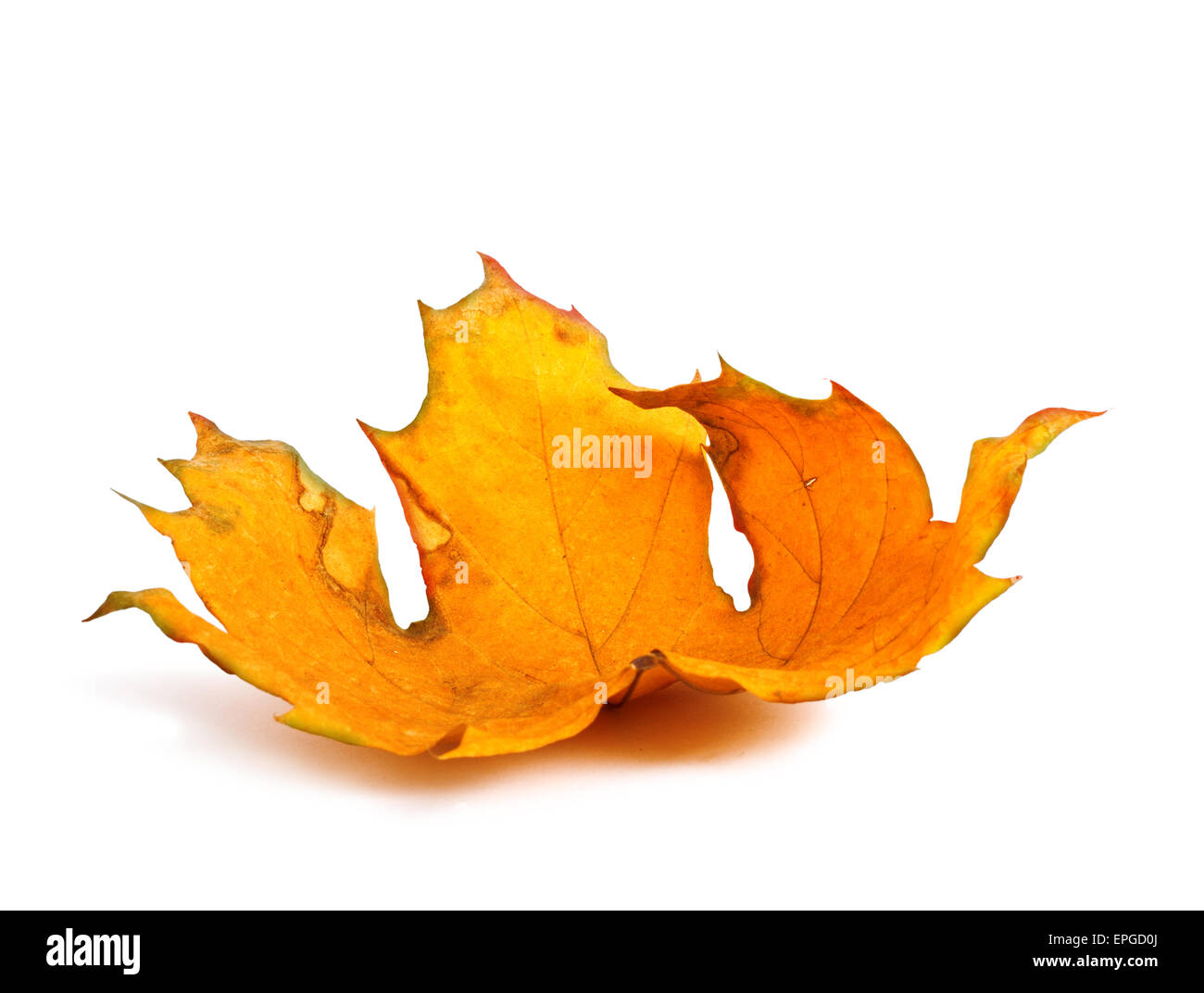 La direction générale de l'érable de l'automne avec des feuilles isolées sur fond blanc Banque D'Images