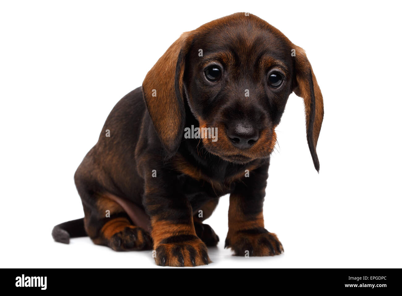 Chiot teckel Banque D'Images
