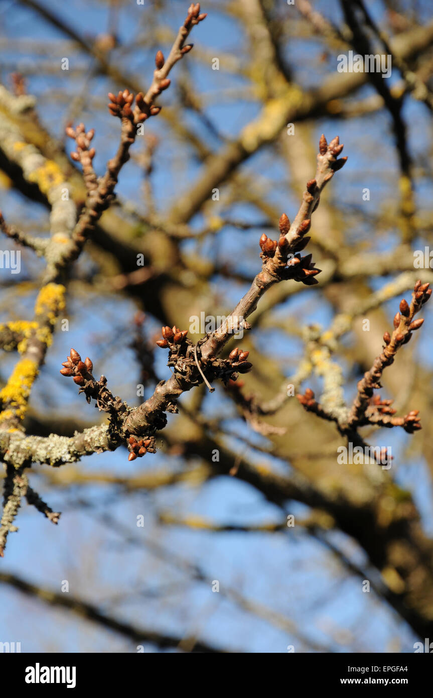 Cerise, fruit-buds Banque D'Images