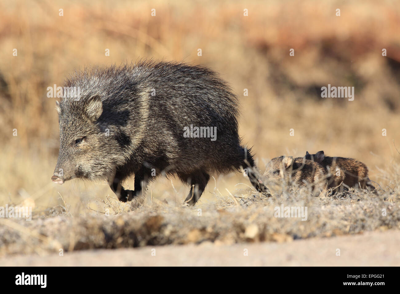 Javelina Nouveau Mexique Banque D'Images